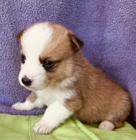 Henry, a male Pembroke Welsh Corgi for sale in Morehead, KY – Photo 10 of 10