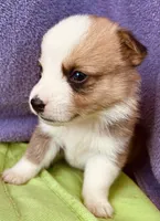 Henry, a male Pembroke Welsh Corgi for sale in Morehead, KY – Photo 4 of 10