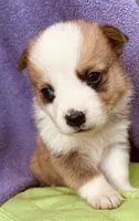 Henry, a male Pembroke Welsh Corgi for sale in Morehead, KY – Photo 1 of 10