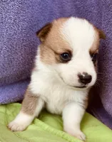 Henry, a male Pembroke Welsh Corgi for sale in Morehead, KY – Photo 7 of 10