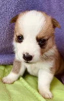 Henry, a male Pembroke Welsh Corgi for sale in Morehead, KY – Photo 8 of 10