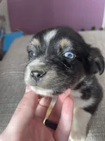 Dolly, a female Miniature Australian Shepherd for sale in Morehead, KY – Photo 10 of 10