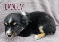 Dolly, a female Miniature Australian Shepherd for sale in Morehead, KY – Photo 5 of 10