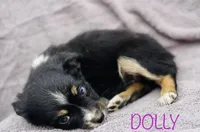 Dolly, a female Miniature Australian Shepherd for sale in Morehead, KY – Photo 3 of 10
