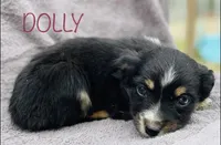 Dolly, a female Miniature Australian Shepherd for sale in Morehead, KY – Photo 8 of 10