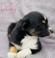 Dolly, a female Miniature Australian Shepherd for sale in Morehead, KY – Photo 9 of 10