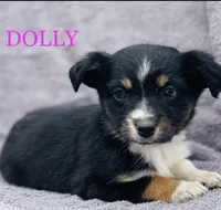 Dolly, a female Miniature Australian Shepherd for sale in Morehead, KY – Photo 2 of 10