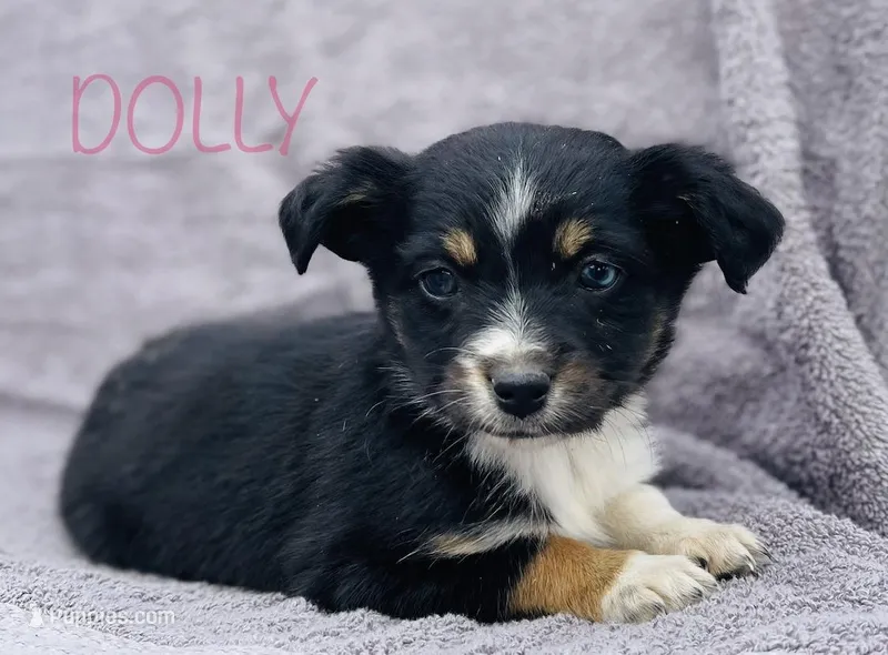 Dolly, a female Miniature Australian Shepherd for sale in Morehead, KY – Photo 1 of 10