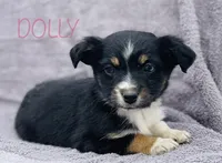 Dolly, a female Miniature Australian Shepherd for sale in Morehead, KY – Photo 1 of 10