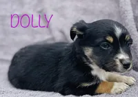 Dolly, a female Miniature Australian Shepherd for sale in Morehead, KY – Photo 4 of 10