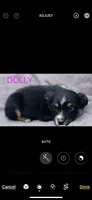 Dolly, a female Miniature Australian Shepherd for sale in Morehead, KY – Photo 6 of 10