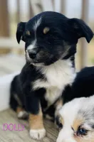 Dolly, a female Miniature Australian Shepherd for sale in Morehead, KY – Photo 7 of 10