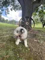 Blue, a male Miniature Australian Shepherd for sale in Morehead, KY – Photo 6 of 10