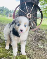 Blue, a male Miniature Australian Shepherd for sale in Morehead, KY – Photo 2 of 10