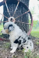 Blue, a male Miniature Australian Shepherd for sale in Morehead, KY – Photo 3 of 10