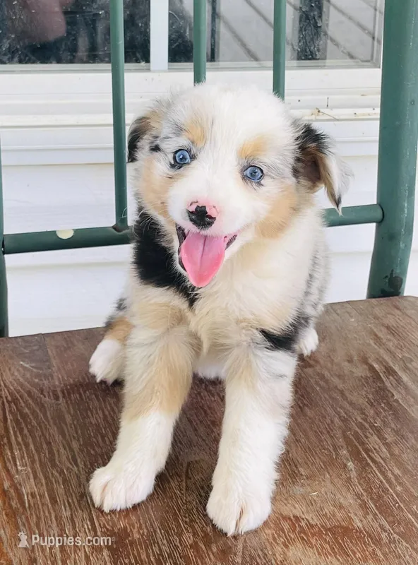 Blue, a male Miniature Australian Shepherd for sale in Morehead, KY – Photo 1 of 10