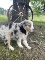 Blue, a male Miniature Australian Shepherd for sale in Morehead, KY – Photo 10 of 10
