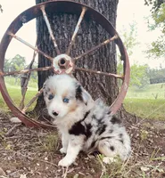 Blue, a male Miniature Australian Shepherd for sale in Morehead, KY – Photo 5 of 10