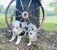 Blue, a male Miniature Australian Shepherd for sale in Morehead, KY – Photo 4 of 10