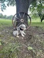 Blue, a male Miniature Australian Shepherd for sale in Morehead, KY – Photo 7 of 10