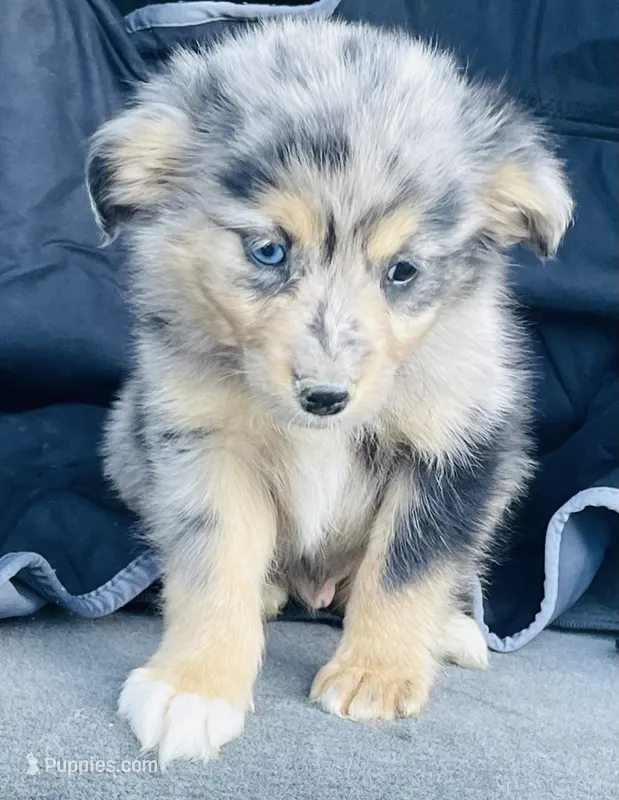 Milo, a male Miniature Australian Shepherd for sale in Morehead, KY – Photo 1 of 10