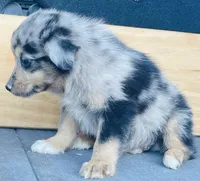 Milo, a male Miniature Australian Shepherd for sale in Morehead, KY – Photo 10 of 10