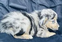 Milo, a male Miniature Australian Shepherd for sale in Morehead, KY – Photo 7 of 10