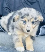 Milo, a male Miniature Australian Shepherd for sale in Morehead, KY – Photo 6 of 10
