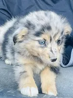 Milo, a male Miniature Australian Shepherd for sale in Morehead, KY – Photo 4 of 10