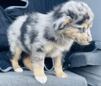 Milo, a male Miniature Australian Shepherd for sale in Morehead, KY – Photo 5 of 10