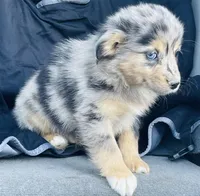 Milo, a male Miniature Australian Shepherd for sale in Morehead, KY – Photo 3 of 10