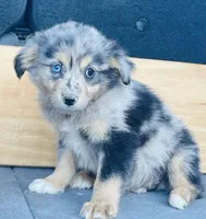 Milo, a male Miniature Australian Shepherd for sale in Morehead, KY – Photo 8 of 10