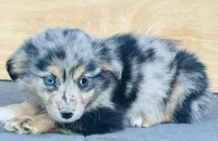 Milo, a male Miniature Australian Shepherd for sale in Morehead, KY – Photo 2 of 10