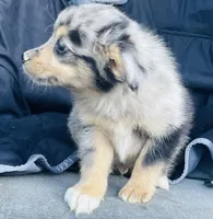 Milo, a male Miniature Australian Shepherd for sale in Morehead, KY – Photo 9 of 10