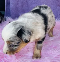 Miss Maggie May, a female Miniature Australian Shepherd for sale in Morehead, KY – Photo 8 of 10