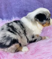 Miss Maggie May, a female Miniature Australian Shepherd for sale in Morehead, KY – Photo 10 of 10