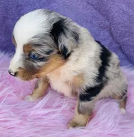 Miss Maggie May, a female Miniature Australian Shepherd for sale in Morehead, KY – Photo 3 of 10
