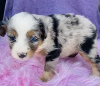 Miss Maggie May, a female Miniature Australian Shepherd for sale in Morehead, KY – Photo 5 of 10