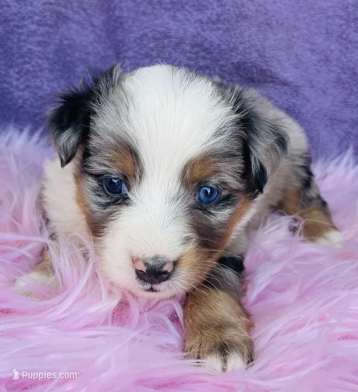 Miss Maggie May, a female Miniature Australian Shepherd for sale in Morehead, KY – Photo 1 of 10