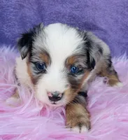 Miss Maggie May, a female Miniature Australian Shepherd for sale in Morehead, KY – Photo 1 of 10