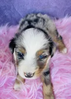 Miss Maggie May, a female Miniature Australian Shepherd for sale in Morehead, KY – Photo 4 of 10