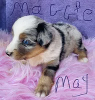 Miss Maggie May, a female Miniature Australian Shepherd for sale in Morehead, KY – Photo 7 of 10