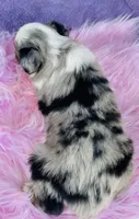 Miss Maggie May, a female Miniature Australian Shepherd for sale in Morehead, KY – Photo 2 of 10