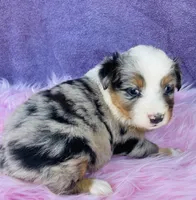 Miss Maggie May, a female Miniature Australian Shepherd for sale in Morehead, KY – Photo 6 of 10