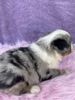 Miss Maggie May, a female Miniature Australian Shepherd for sale in Morehead, KY – Photo 9 of 10