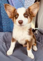 Scarlett, a female Pembroke Welsh Corgi and Miniature Australian Shepherd for sale in Morehead, KY – Photo 7 of 10