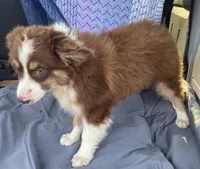 Scarlett, a female Pembroke Welsh Corgi and Miniature Australian Shepherd for sale in Morehead, KY – Photo 8 of 10