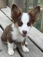 Scarlett, a female Pembroke Welsh Corgi and Miniature Australian Shepherd for sale in Morehead, KY – Photo 4 of 10