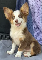 Scarlett, a female Pembroke Welsh Corgi and Miniature Australian Shepherd for sale in Morehead, KY – Photo 2 of 10