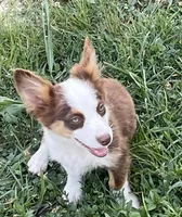 Scarlett, a female Pembroke Welsh Corgi and Miniature Australian Shepherd for sale in Morehead, KY – Photo 3 of 10